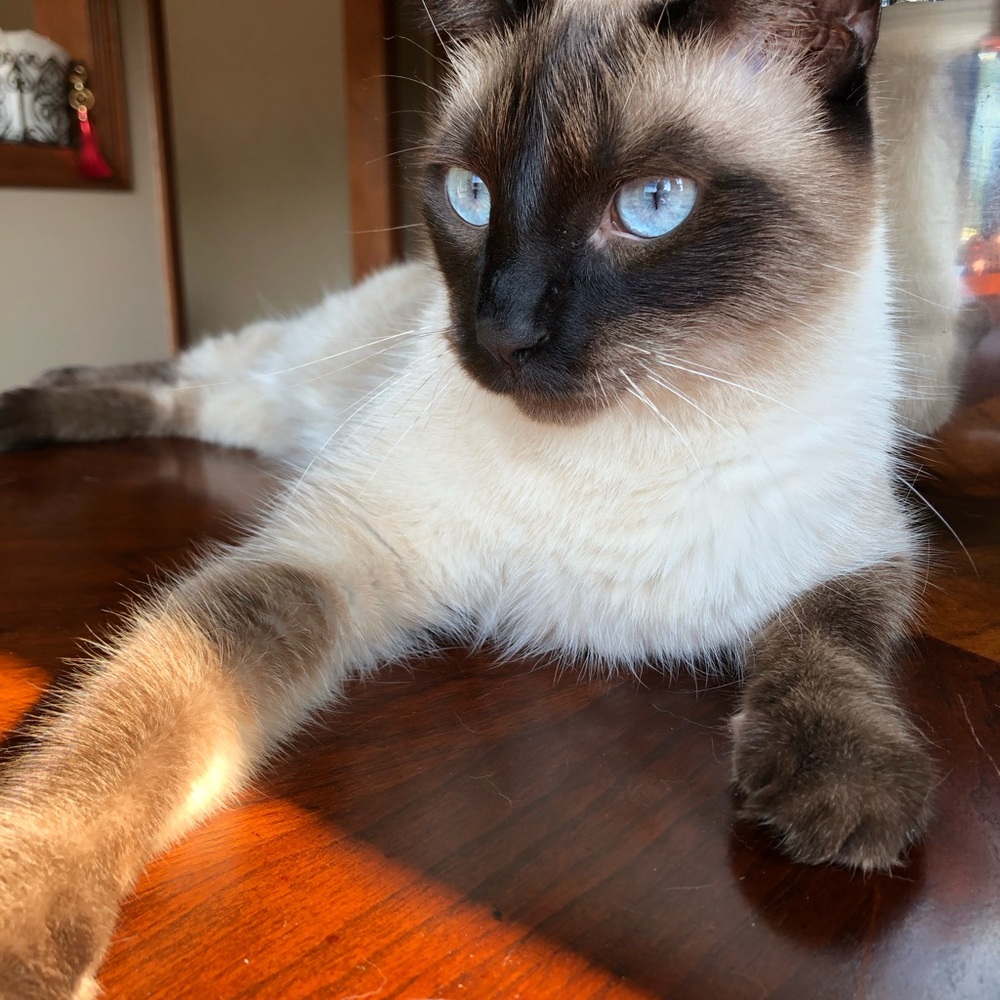 Meet your Posher & our kitties!! - Picture 4 of 16